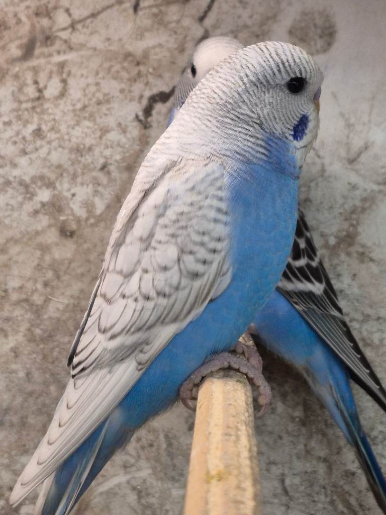 Bady budgie 