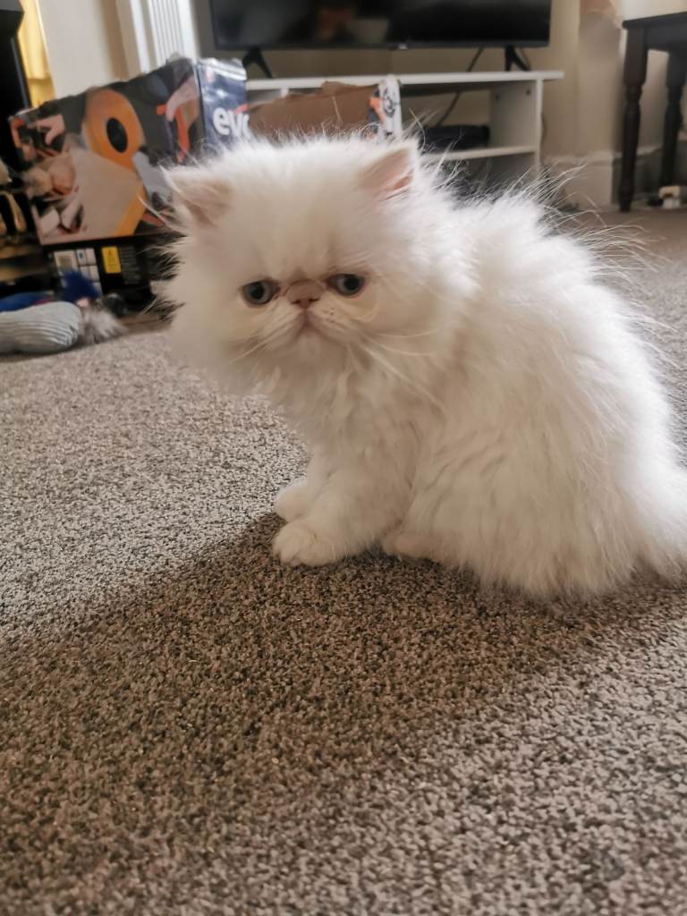 Pedigree Persian exotic longhair kitten 