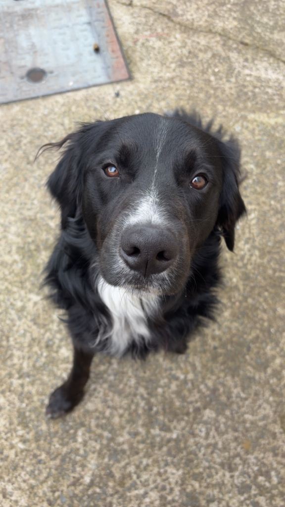 Full bred retriever x collie cross 