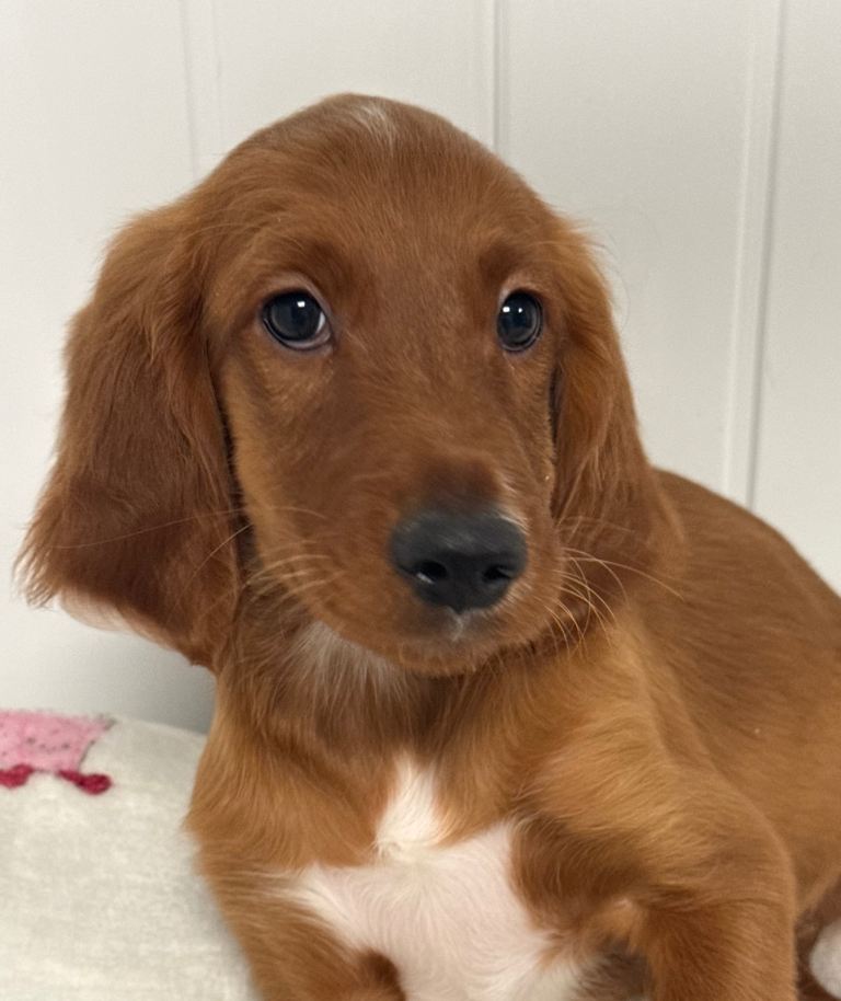 Cockapoo puppies