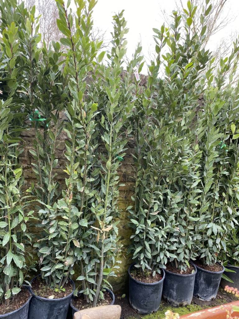 NEED TO GO ASAP. 9FT PLUS HEIGHTS FANTASTIC SIZED BAY TREES INSTANT IMPACT SCREENING