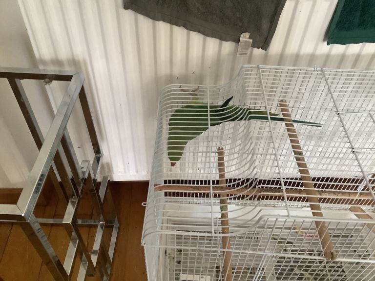 Indian ring neck for sale