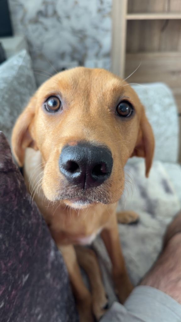 Red fox Labrador 