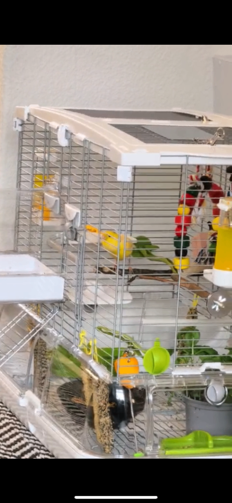 1 Year Old Male Waterslager Canary 