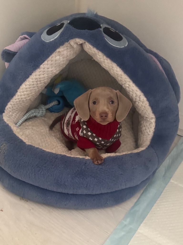 beautiful male miniature dachshund 