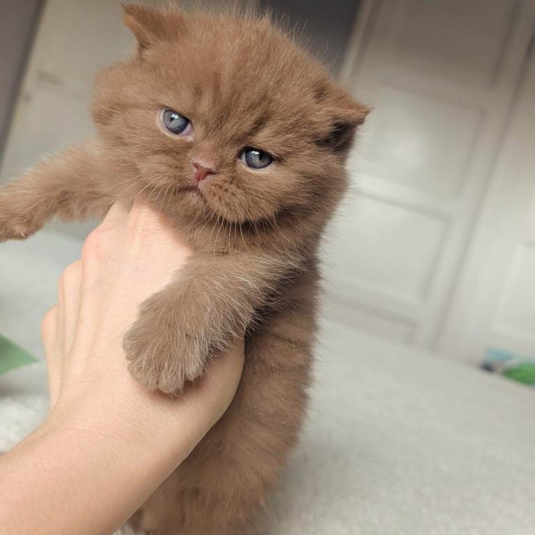 Cinnamon British Shorthair male kitten 