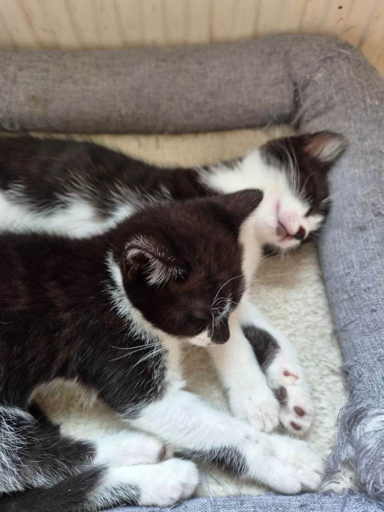 2 healthy b+w kittens ready to leave now