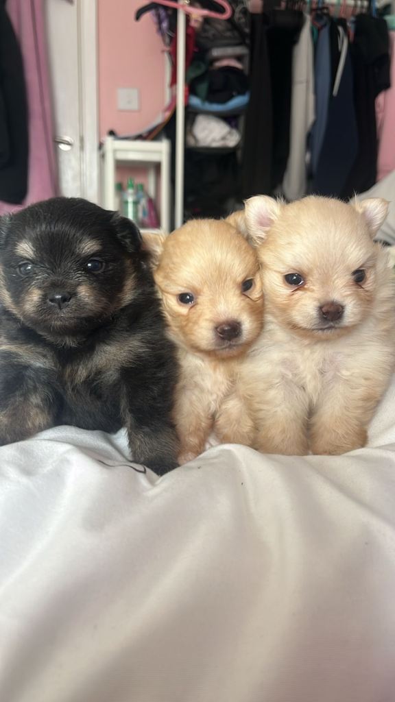Baby poms 