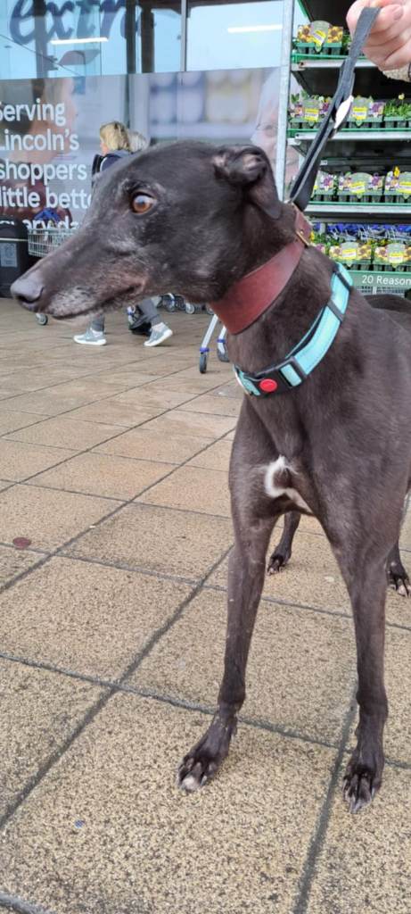 Greyhounds needing homes in Cambridgeshire and surrounding areas