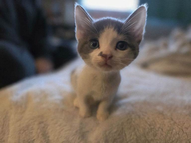 Beautiful kitten shorthair 