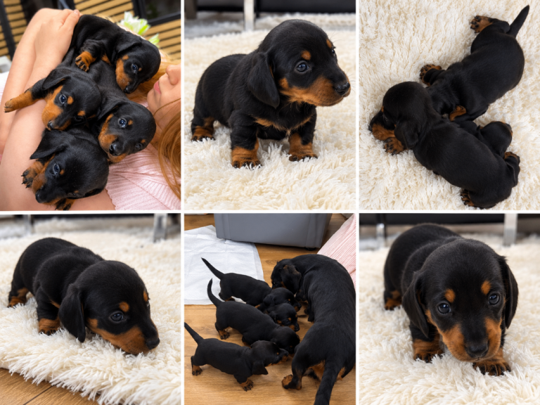 Miniature Dachshund Puppies