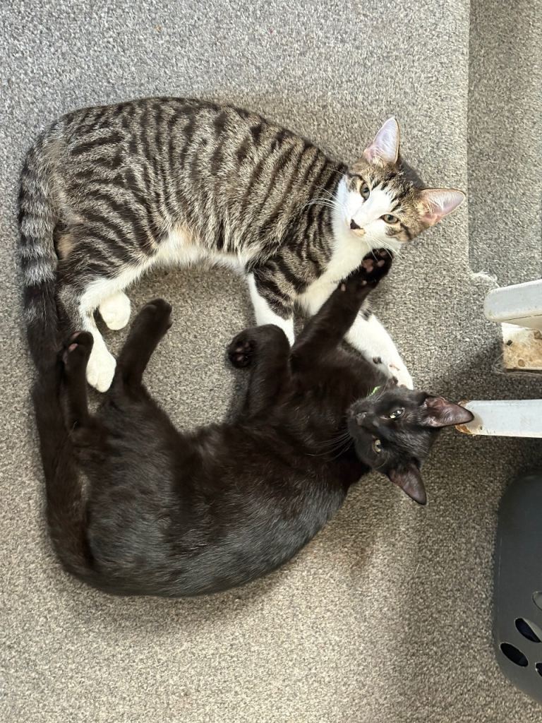 Pair of beautiful kittens for sale 