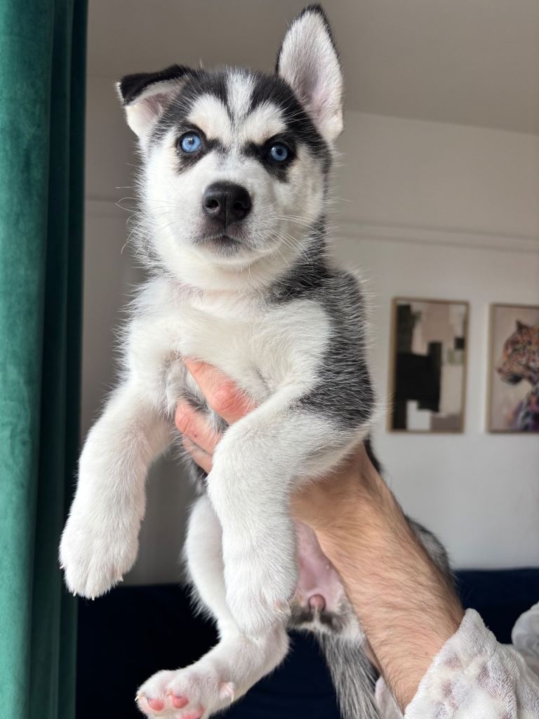Siberian Husky puppies 