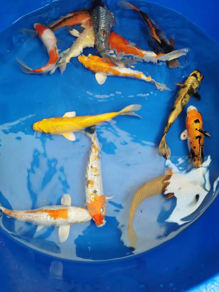 koi carp from £5 each 