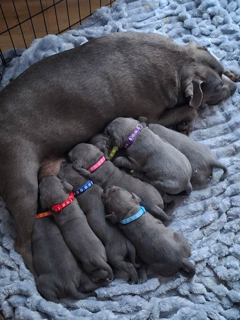 Staffordshire Bull Terrier
