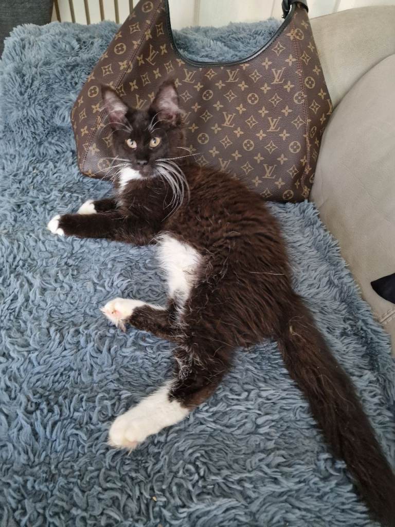 Mainecoon kittens ready now