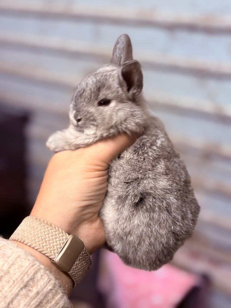 Lionhead rabbits/bunnys - reservation only 