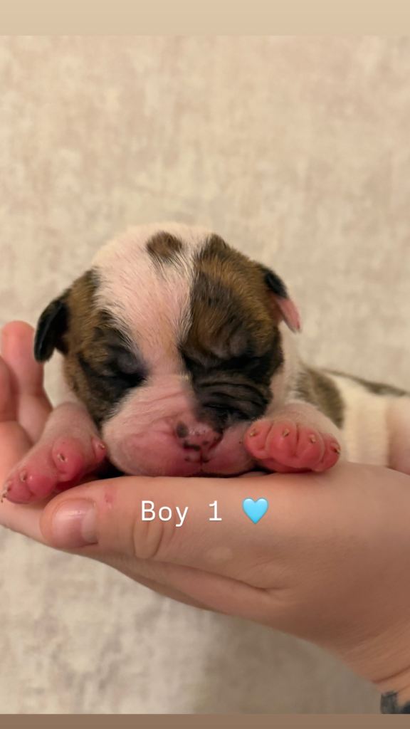 NEBBR American Bulldog Puppies