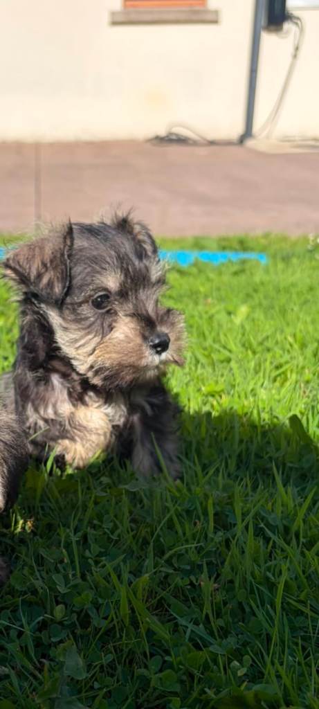 Miniature Schnauzer Puppies