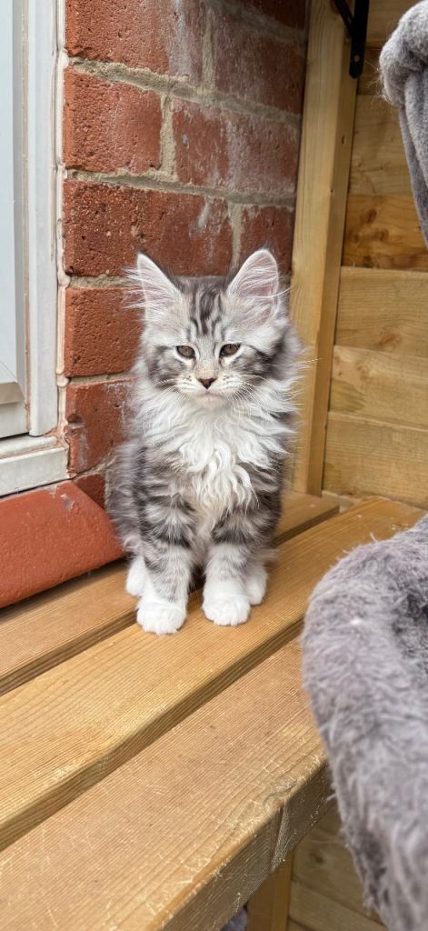 Maine coon kittens
