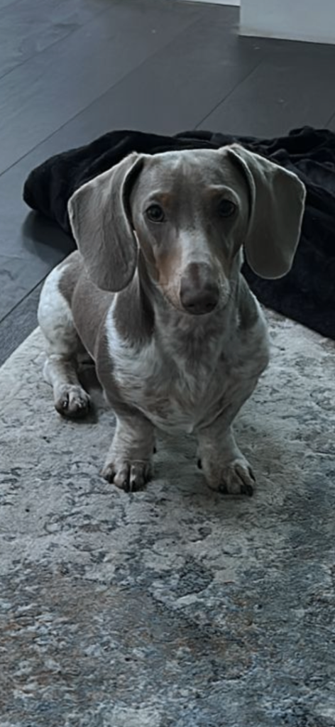 9month old mini dachshund for sale 