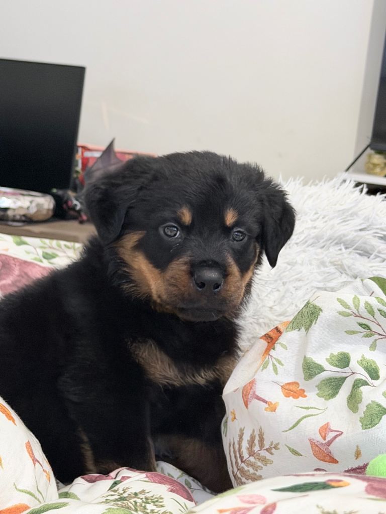 Chunky Rottweiler 