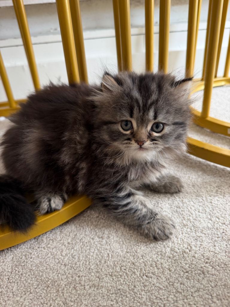 Beautiful Persian male kitten looking for his forever home. 🐾