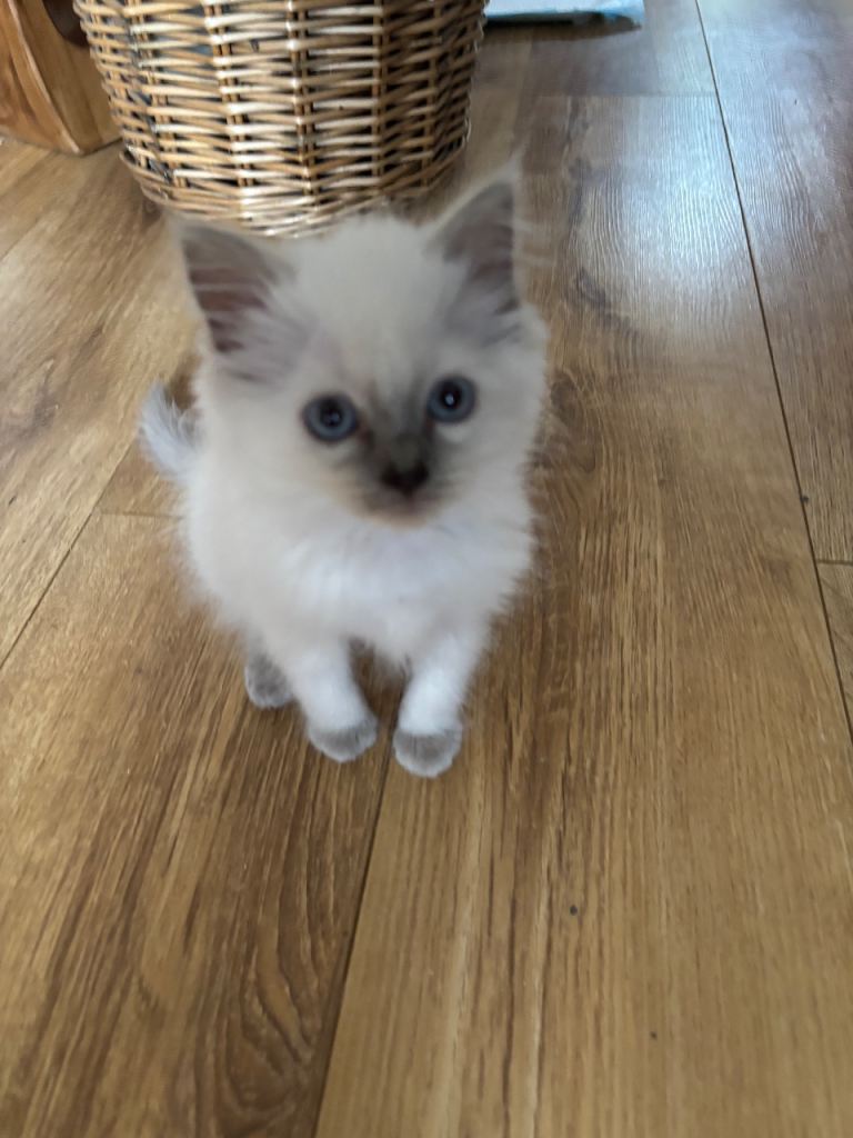 Ragdoll Cat/ Kittens - 1 female left.