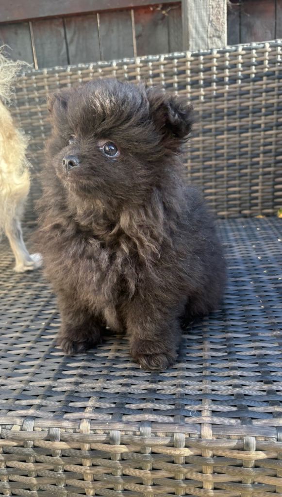 Pomeranian girl pup