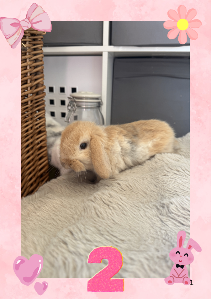 ⭐️Adorable Purebred Mini Lop Bunnies 🐰- Ready for reservation 