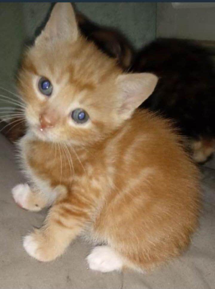 4 cats fore sale 