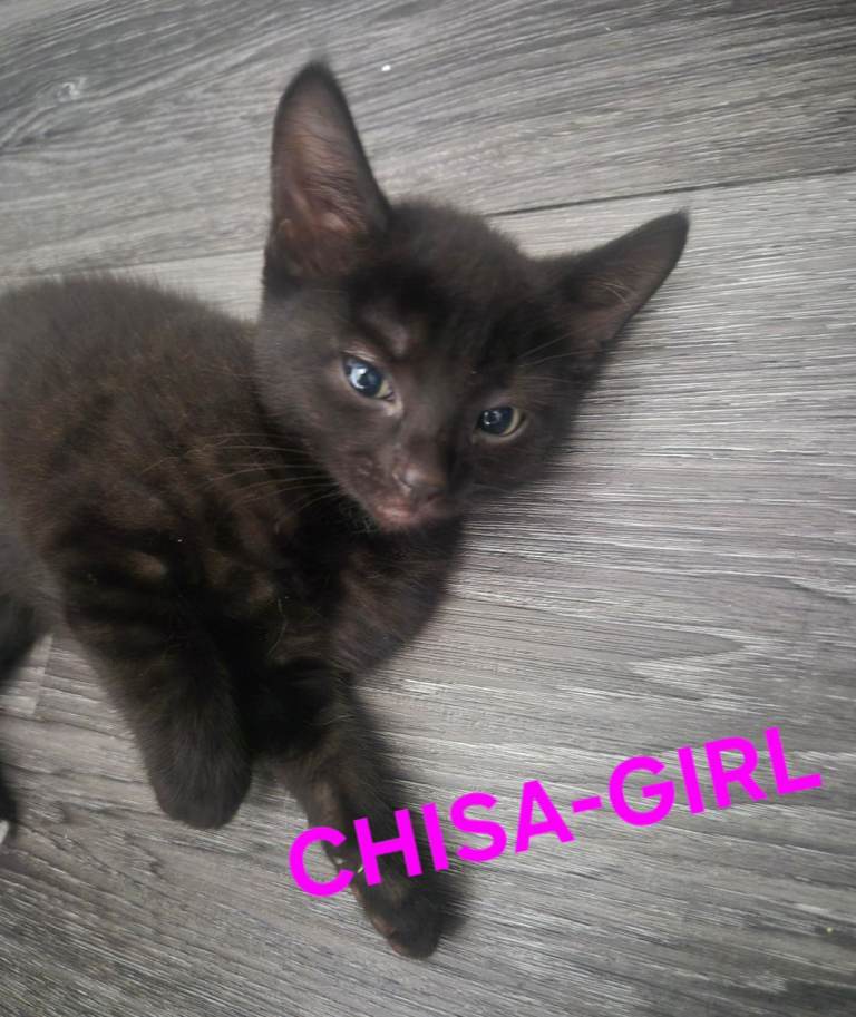 Beautiful Kittens Ready for a new forever home!