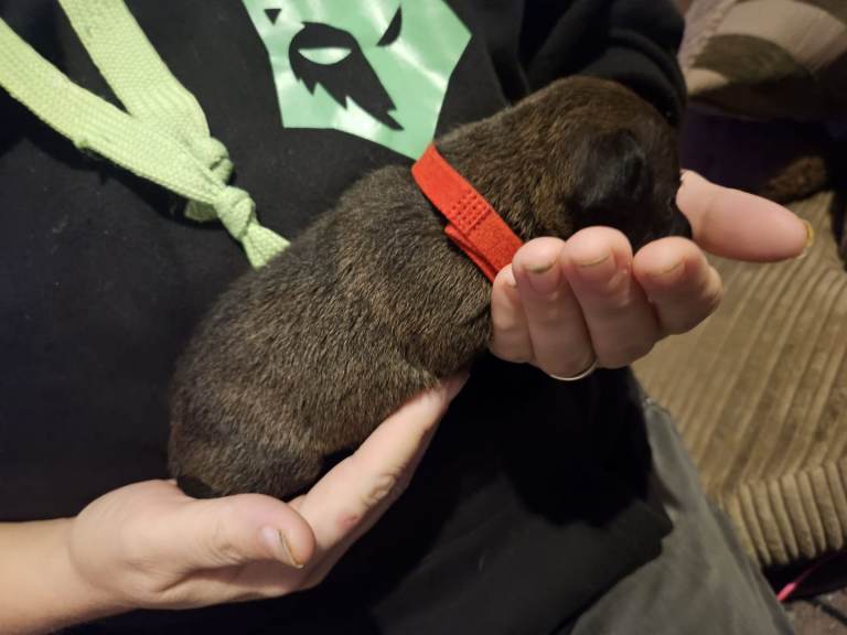 Patterdale pups for sale 