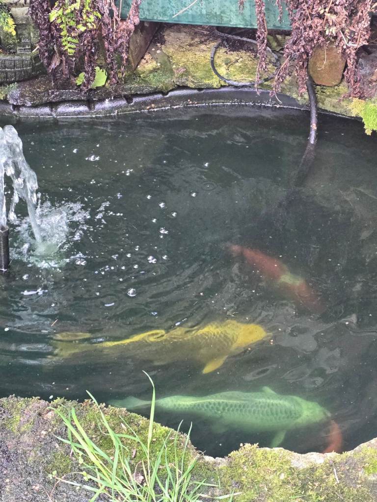 Koi carp 
