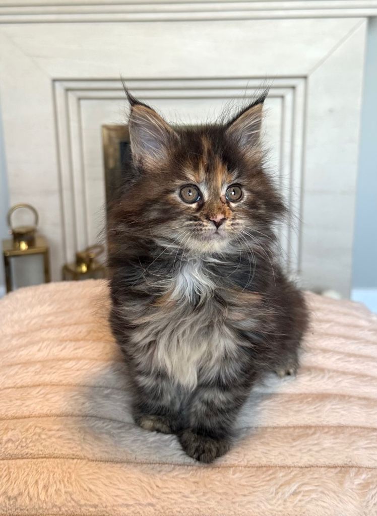 Maine coon kittens for sale - 1 girl left 