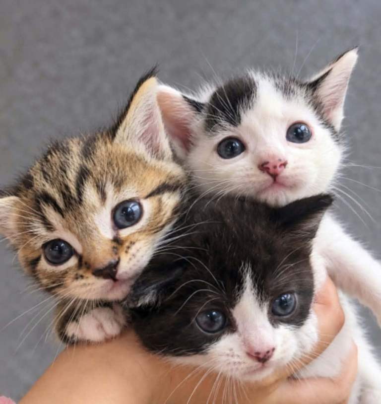 🐾 Adorable Kittens Looking for Their Forever Homes 🐾