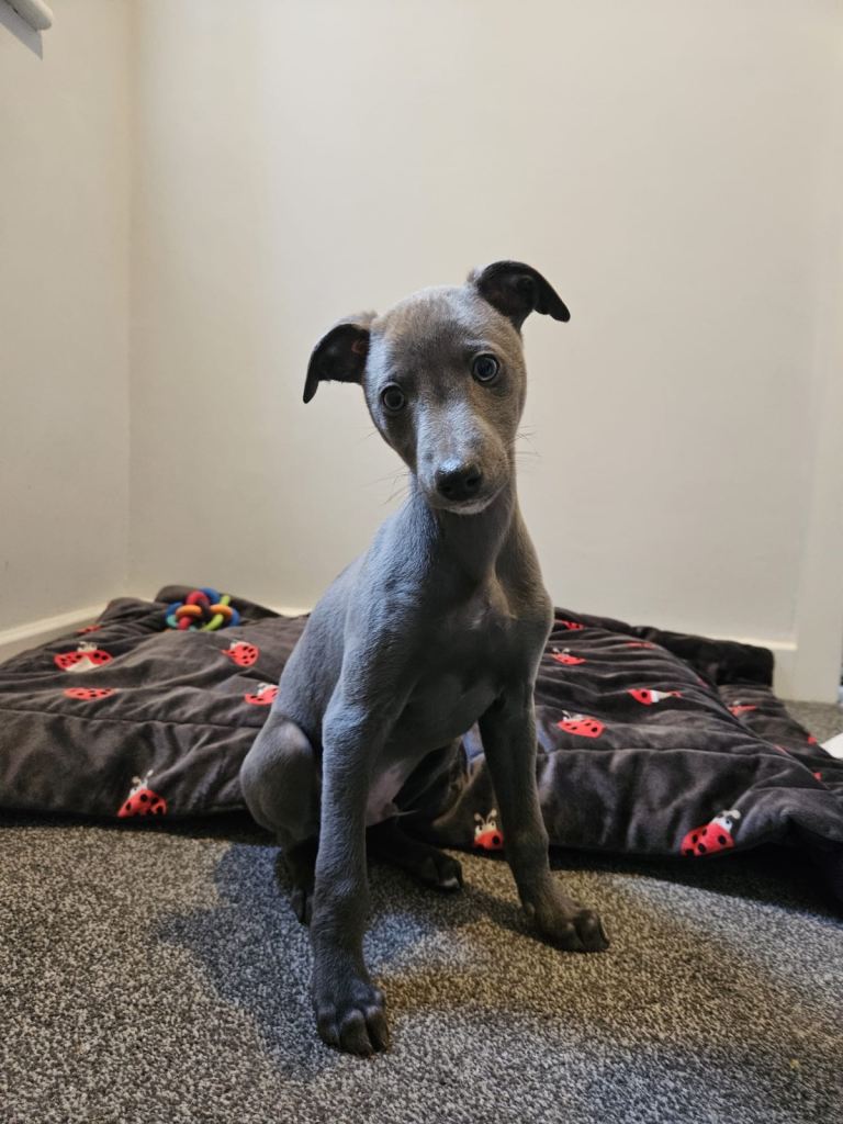 Quality KC reg whippet pup *1 boy available*