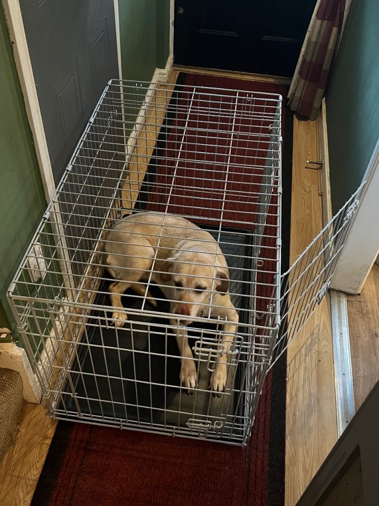 large dog crate (two door)