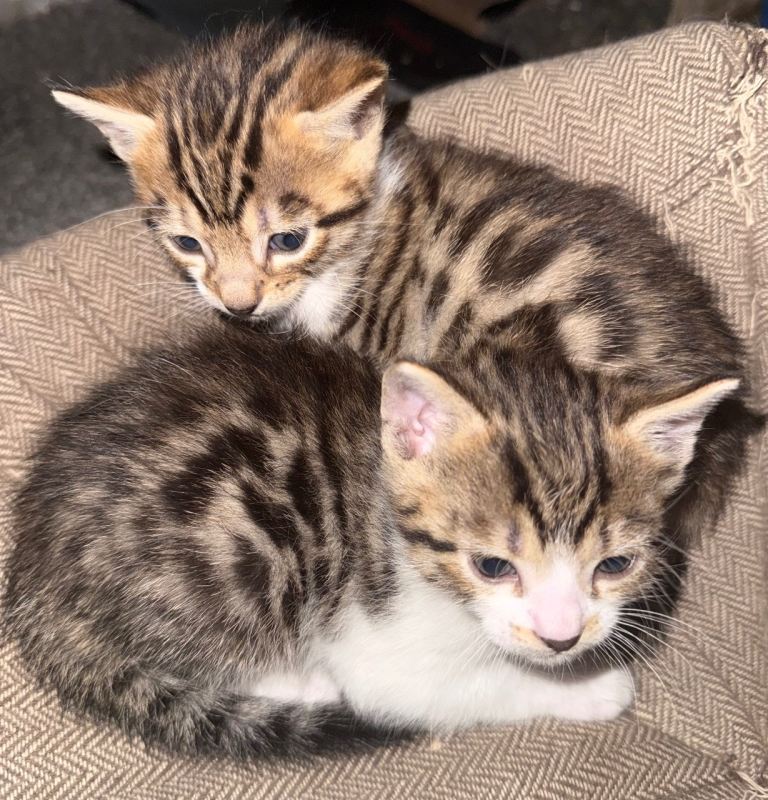 Bengal x Turkish Angora kittens 