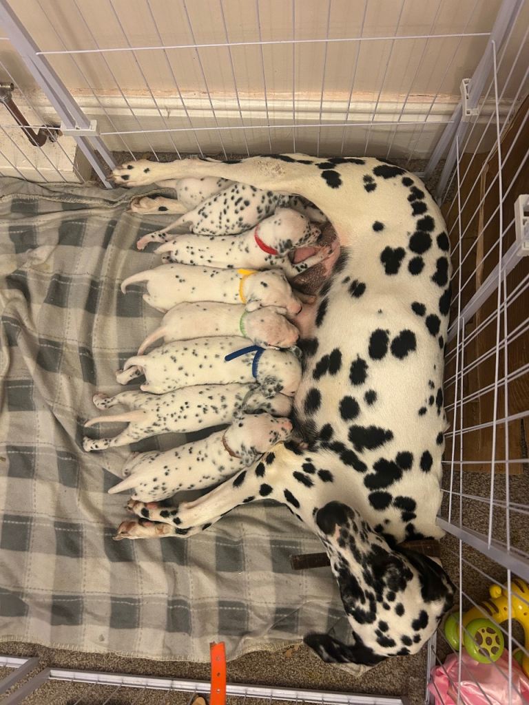 Dalmation puppy boys