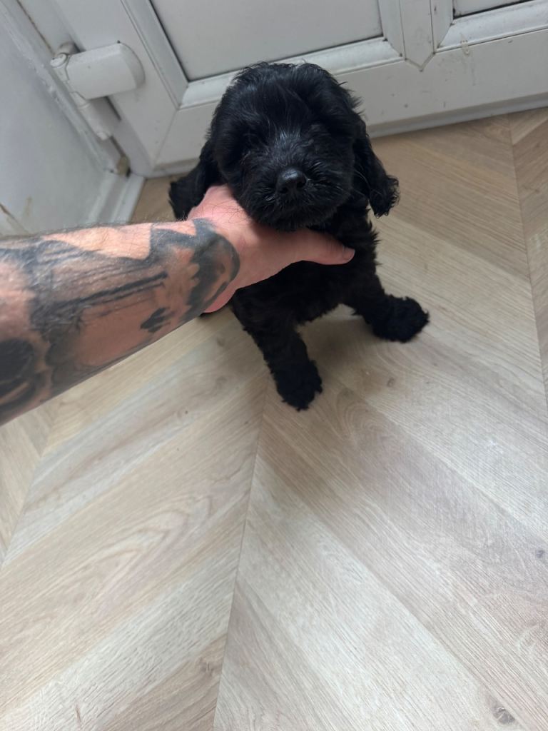 Black Cockapoo