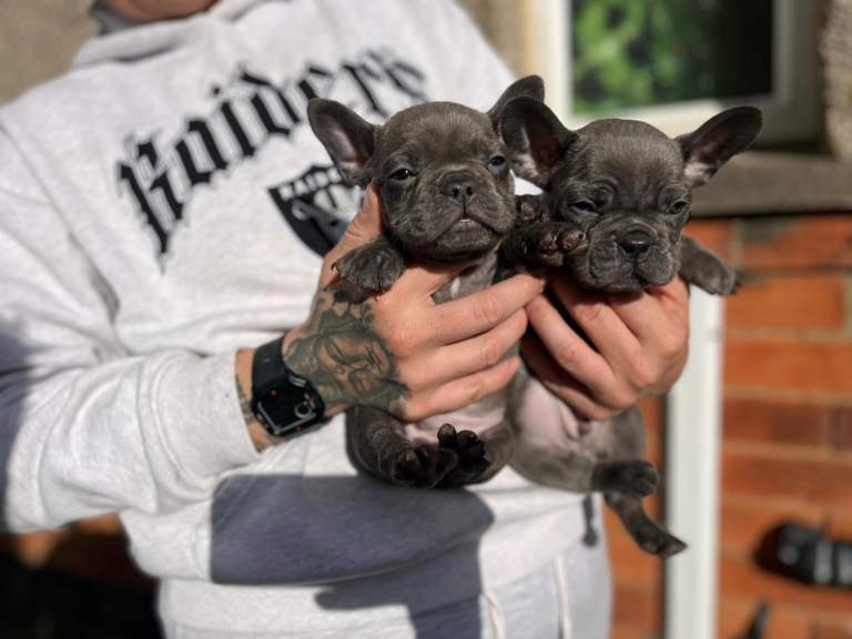 French bulldog puppies