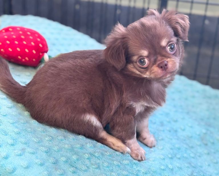 Beautiful very small chihuahua girl puppies 
