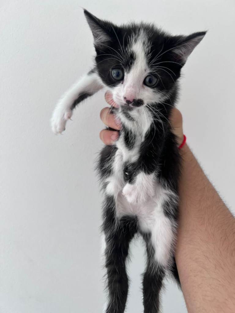 Kittens