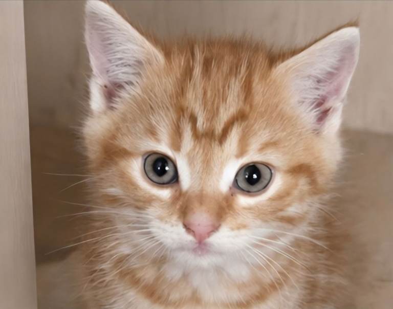 Kittens looking for a loving home!