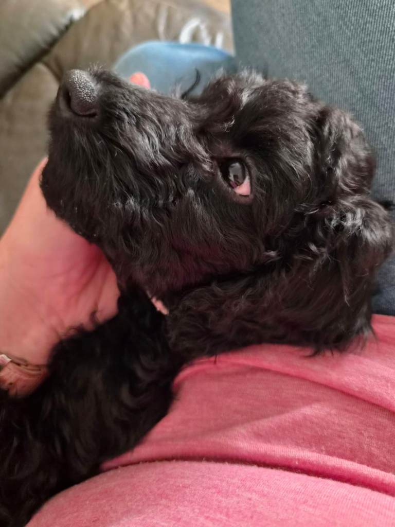 4 Cockapoo puppies 