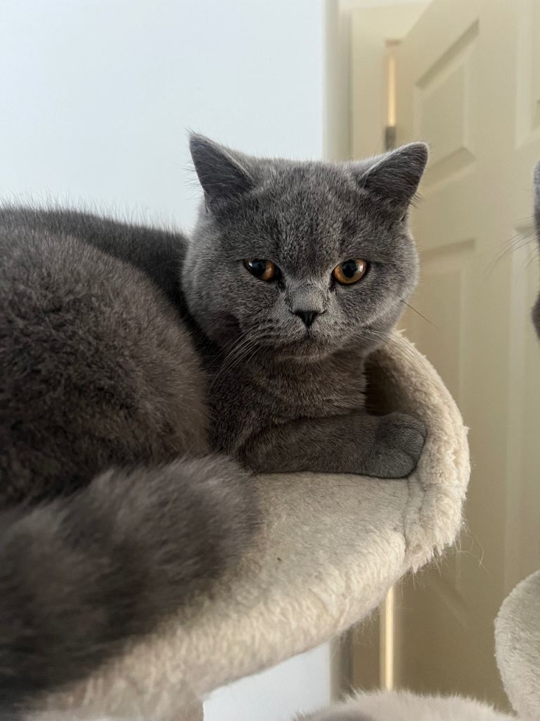 male british shorthair 