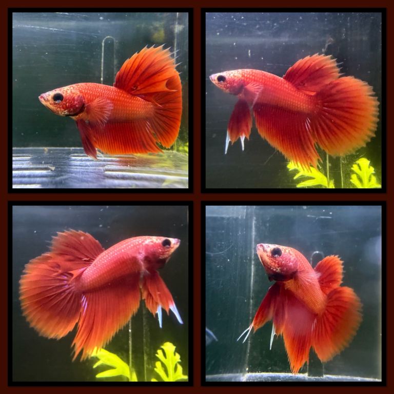 Tropical fish + equipment 