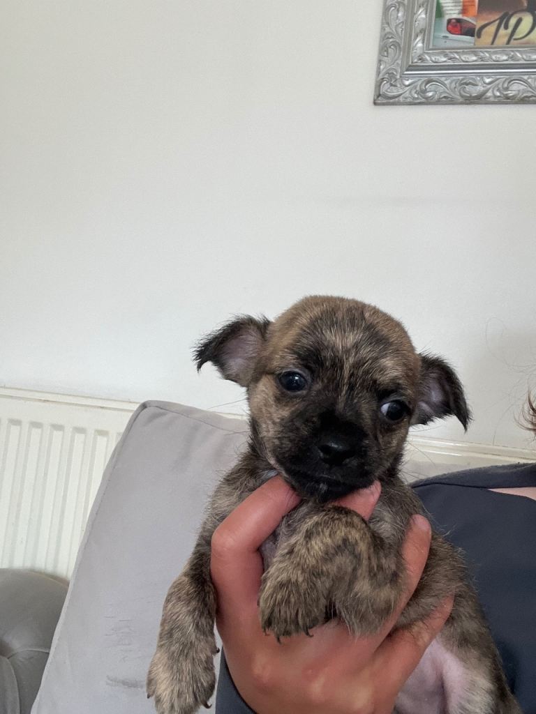 Puppy 