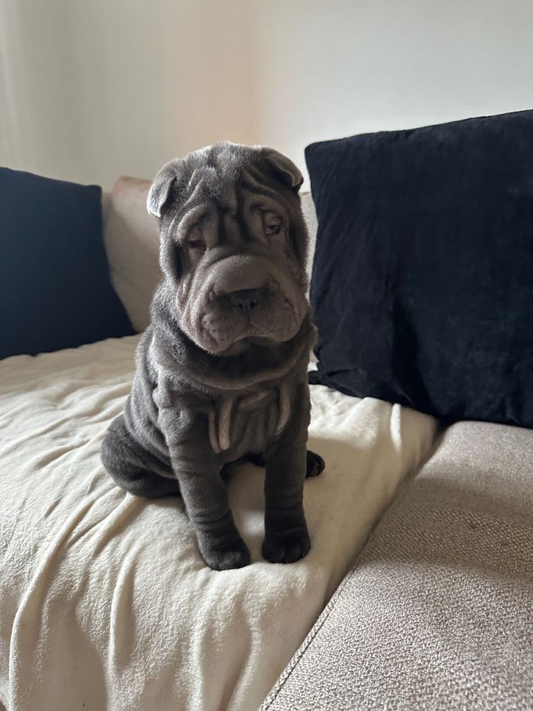Female Shar Pei Puppy